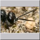 Astata boops - Wanzengrabwespe m07b 9mm.jpg